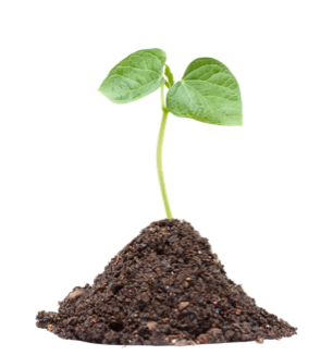 Seeds