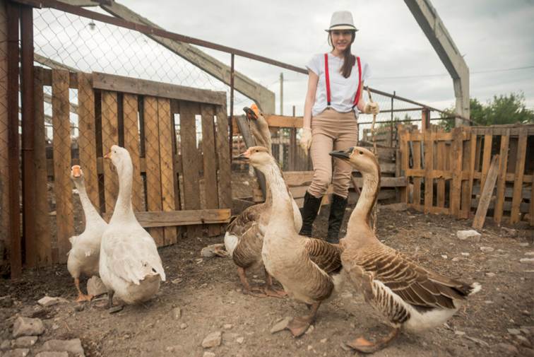 Foie Gras producteur : L’excellence artisanale avec Relais Gourmet